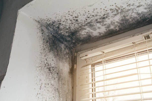 Affordable Mold Cleanup solutions in Pinecliffe, CO